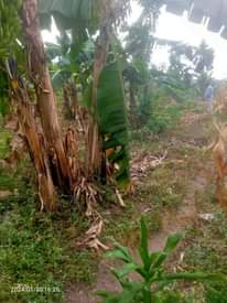 A picture of Polot