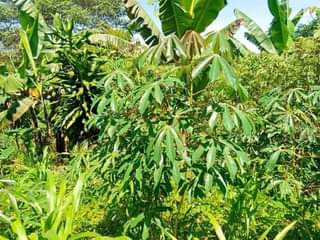 A picture of  9.5 READY TITLE PLOTS ON QUICK SALE 9.5m kisubuzi