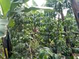 A picture of 4 acres at Semuto for sale. 28m per acre