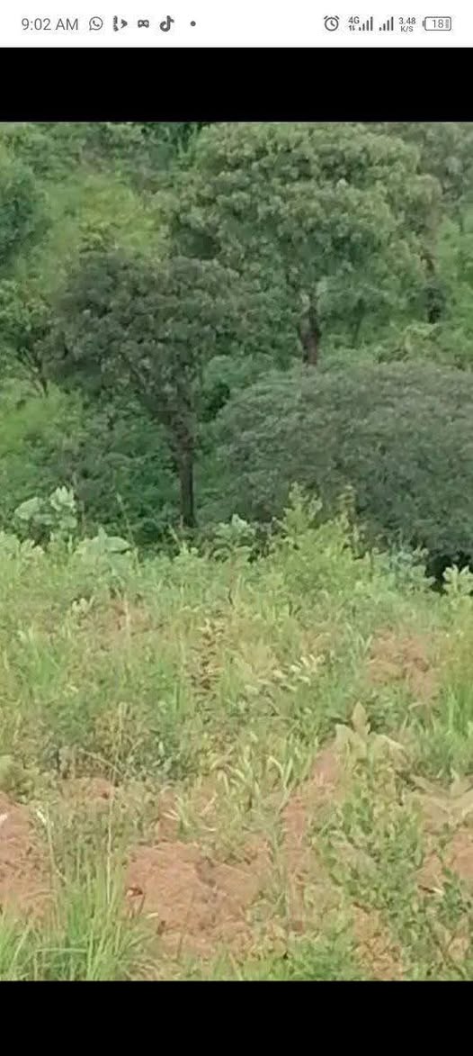 land