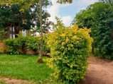 A picture of Plot for sale Price 6millions