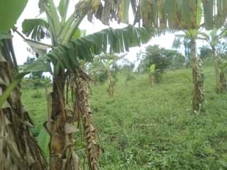 A picture of 3 FERTILE ACRES FOR SALE IN NAKASEKE KIVUMU 15M PER