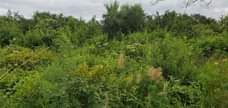 A picture of Shamba linauzwa chalinze eka 150 pga cm 0659628665