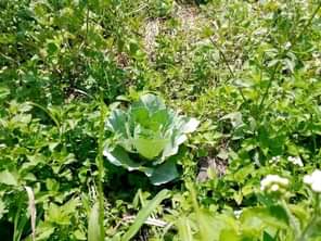 A picture of ANTI MR PROPERTY MANAGEMENT 2 ACRES FOR SALE LOCATED AT