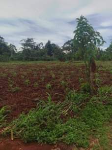 A picture of Land