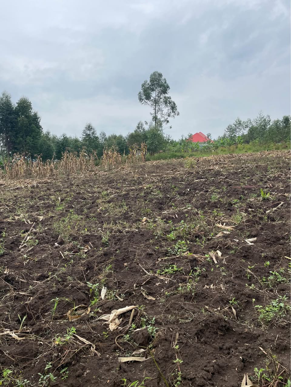 A picture of 100 100ft plots
