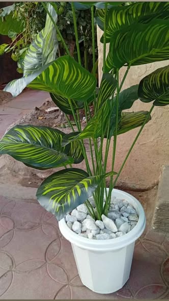 A picture of Decorative plastic plants