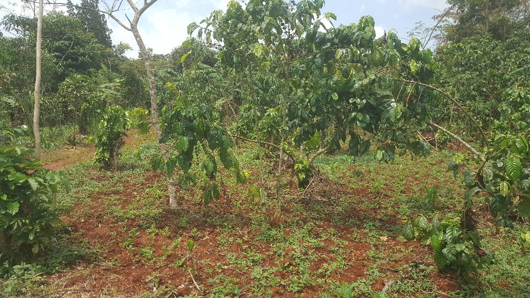 A picture of PLOTS IN MUKONO KATOSI ROAD KISOGA TOWN