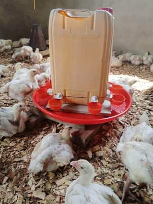 A picture of Automatic drinking system