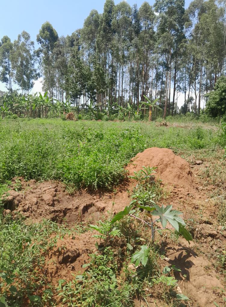 A picture of Agreement plots of Land on sell in Buwambo Lugo along