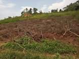A picture of Matugga kigoogwa quick sale plot
