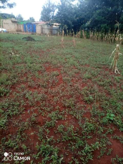 makutano plots