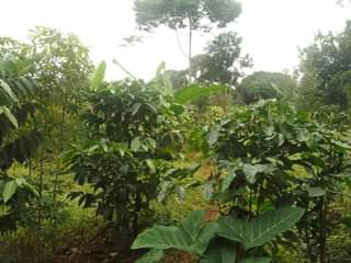 A picture of 200 ft by 65 plot for sale in kisoga along