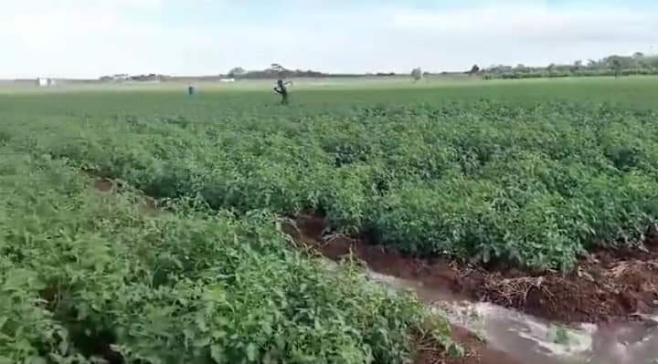 agricultural