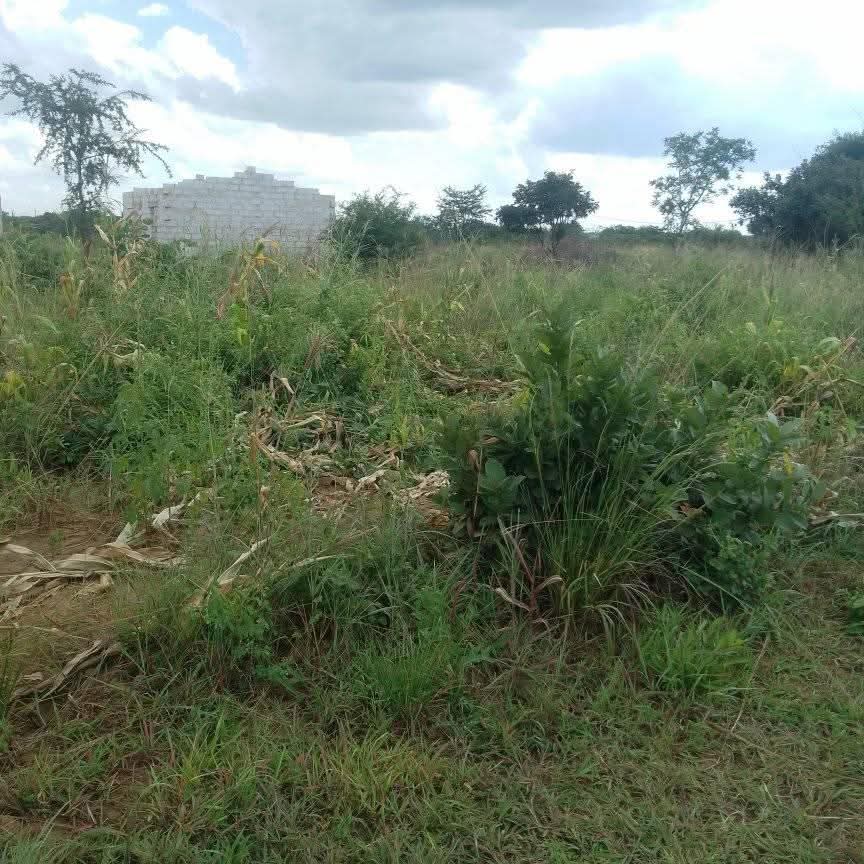 zambia plots