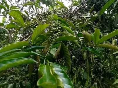 A picture of LAND 121 200 55 188FT FOR SALE IN NAKASEKE KAPEEKA