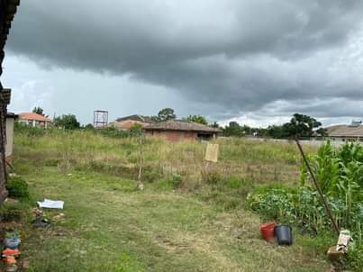 stands