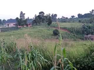 Ssentumbwe B.