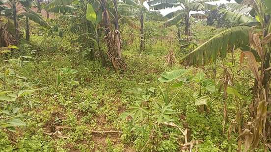 A picture of Nkufitiye ibibanza amazu byiza bigurishwa kuva kuri 1m kuzamura