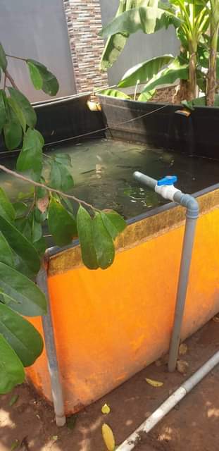 A picture of Fish pond tarm 10 x 10 8 x 10 10
