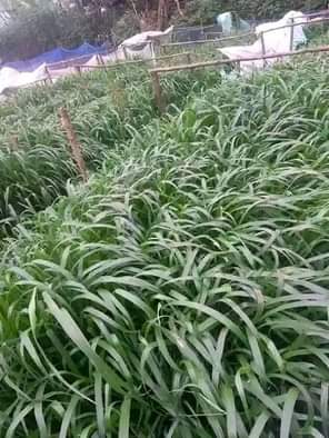 A picture of OFFER GOOD NEWS TO CATTLE GOAT FARMERS. 120 000 Ugshs