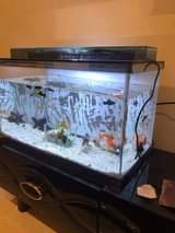 A picture of AQUARIUM AINA TOFAUTI TUNATENGENEZA NA SAMAKI WA MAPAMBO KWA GHARAMA